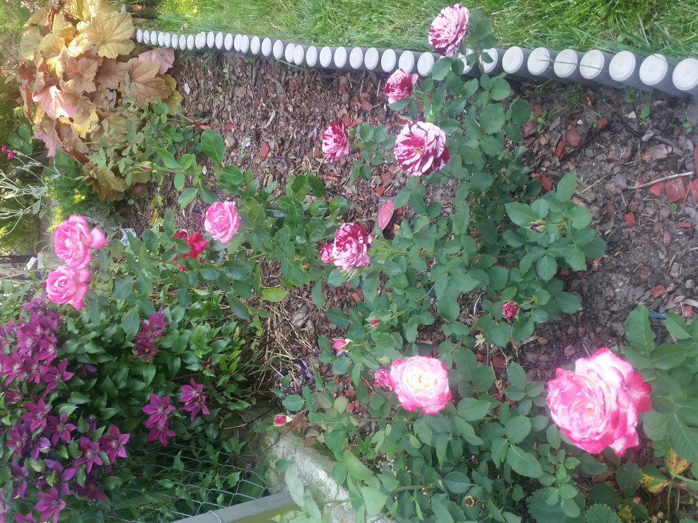 róże róże 