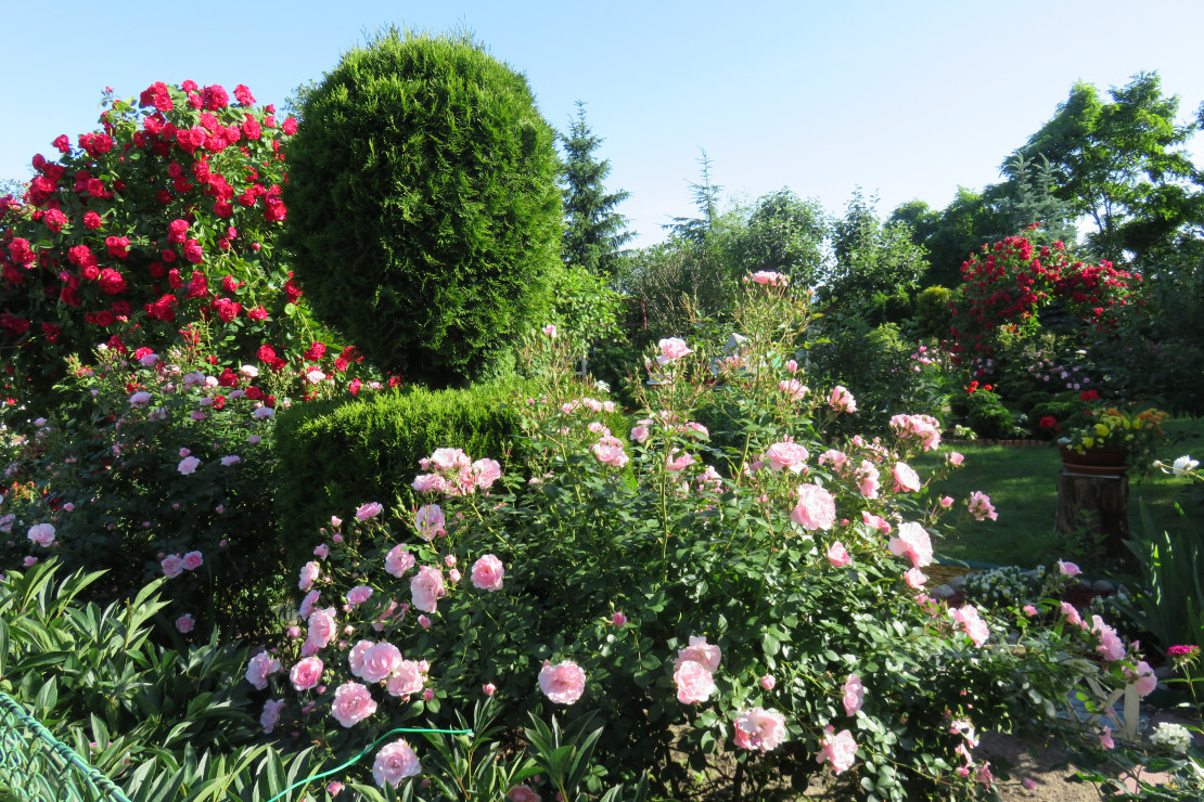 Róże zajmują w naszym ogrodzie szczególne miejsce, posiadamy kilkanaście sztuk  w tym trzy pergole, jedna przy wejściu do ogrodu, druga przy kąciku wypoczynkowym, trzecia przy ujęciu wodnym.Swoją urodą  zachwycają nie tylko wyglądem, ale i zapachem.