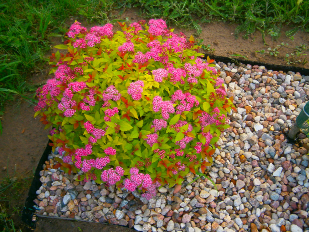 Tawuła
