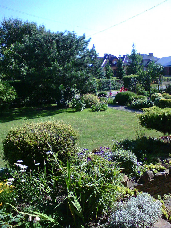 Widok ogrodu przed domem z moją ulubioną sosną górską
