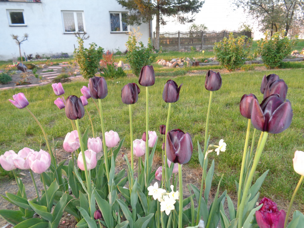 Wielobarwne tulipany