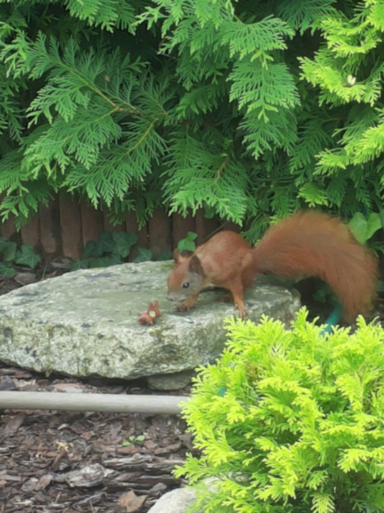 Wiewióreczki są bardzo z nami zaprzyjaźnione, bardzo często odwiedzają nasz  ogród i sobie podjadają.  