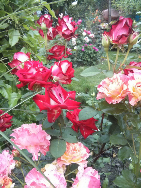 Bajkowe róże