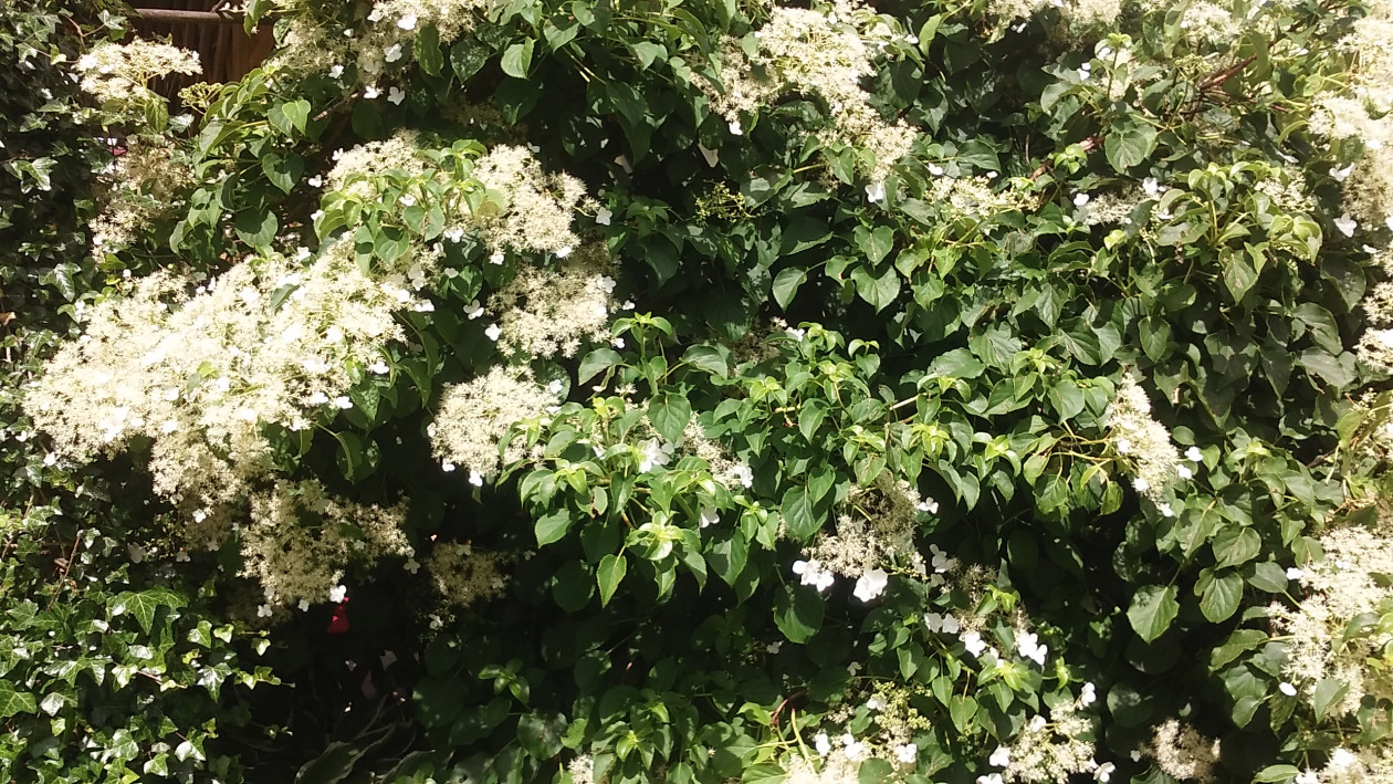 Hortensja pnąca pokrywa dziś całą południową stronę altanki, dając przyjemny cień i słodki zapach kwiatów wabiących  owady i motyle.