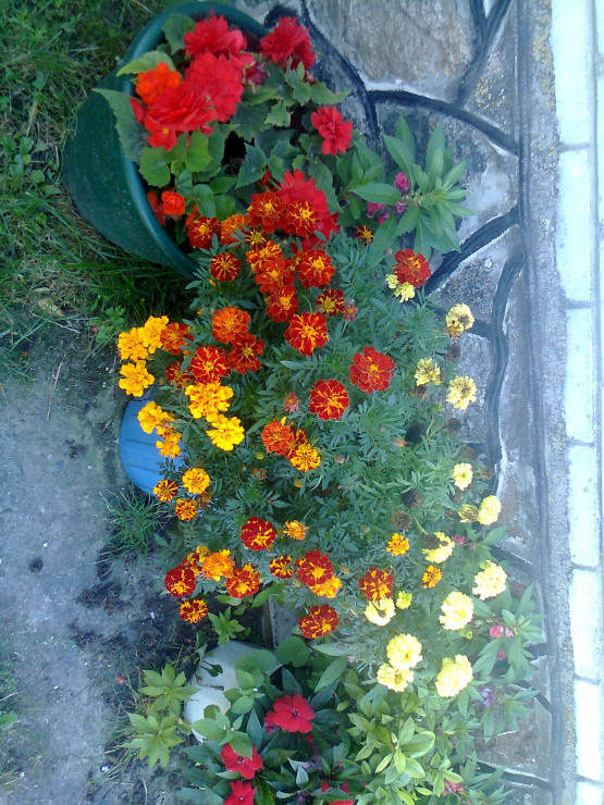 Kolorowe kwiaty.