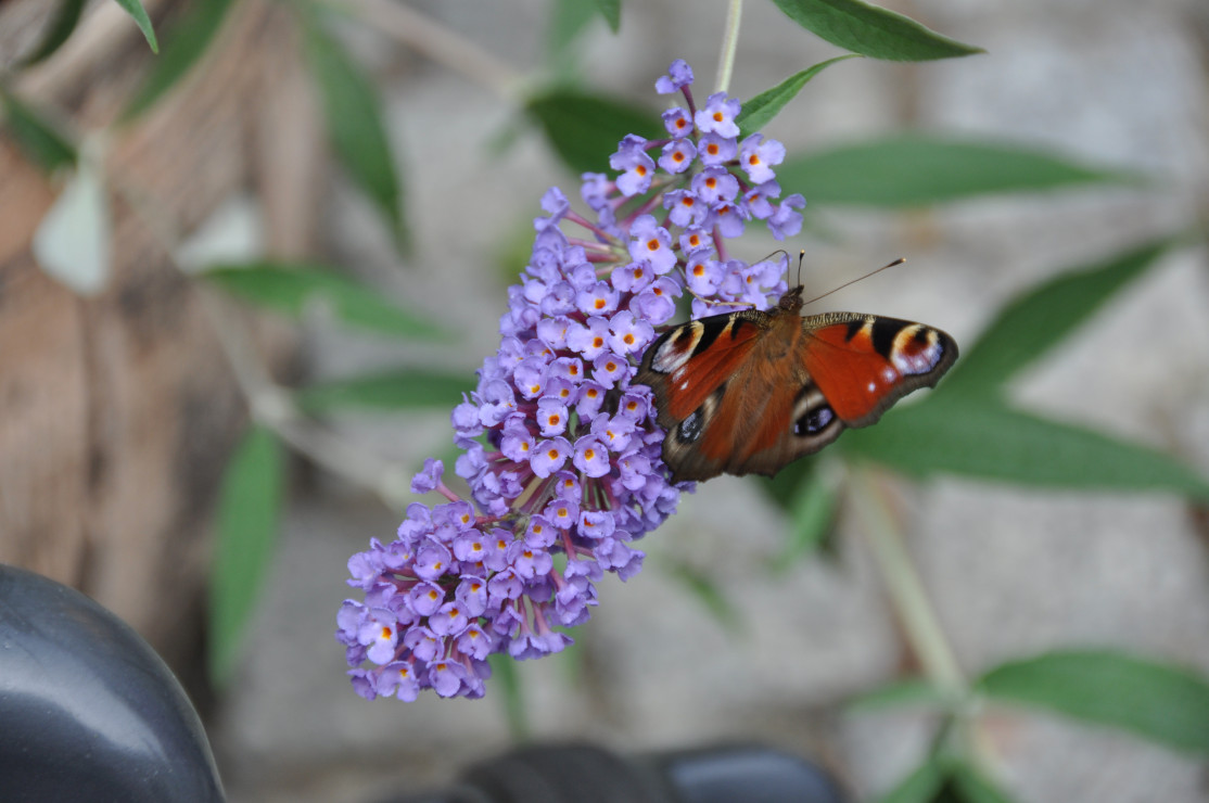 Kwitnąca budleja uwielbiana przez motyle.