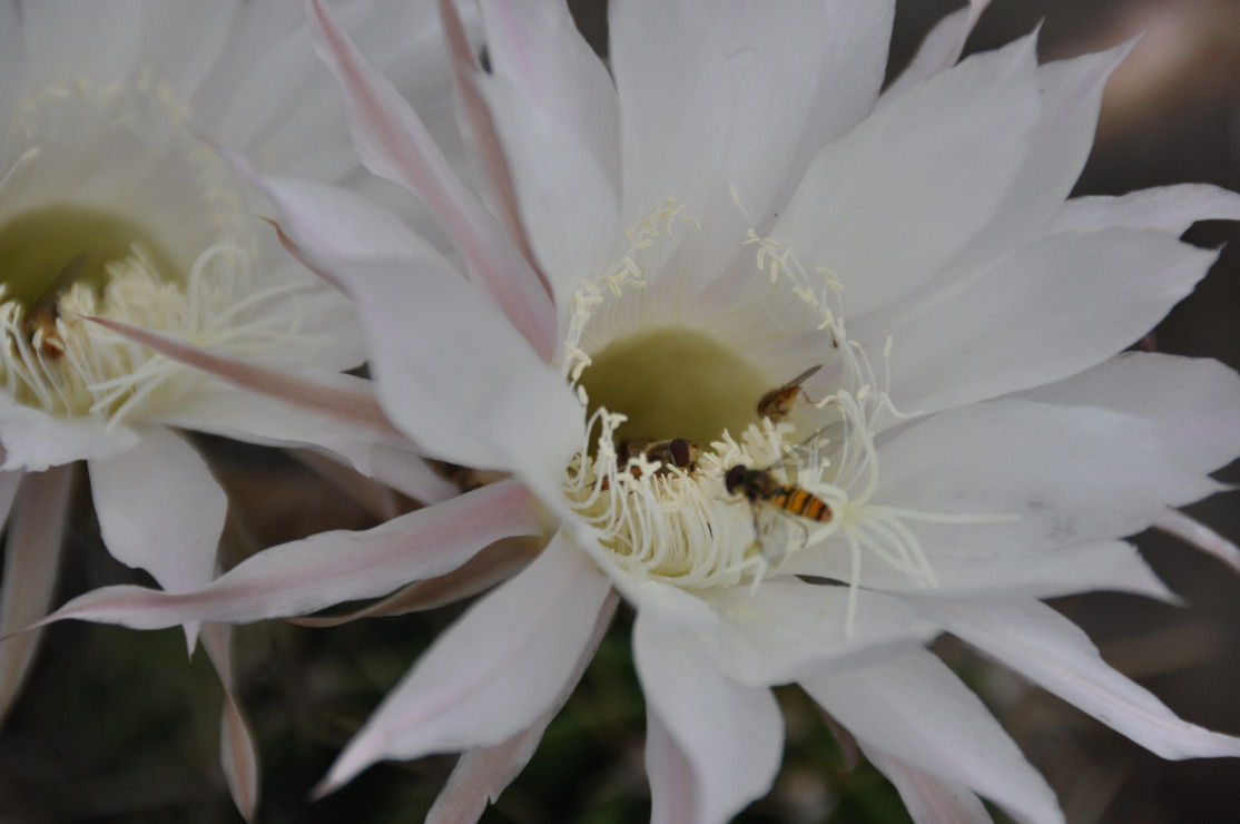 Kwitnący kaktus jest rajem dla innych owadów.