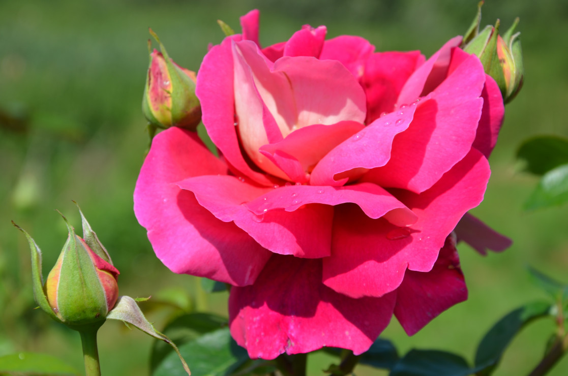 Piękne i dostojne róże :)