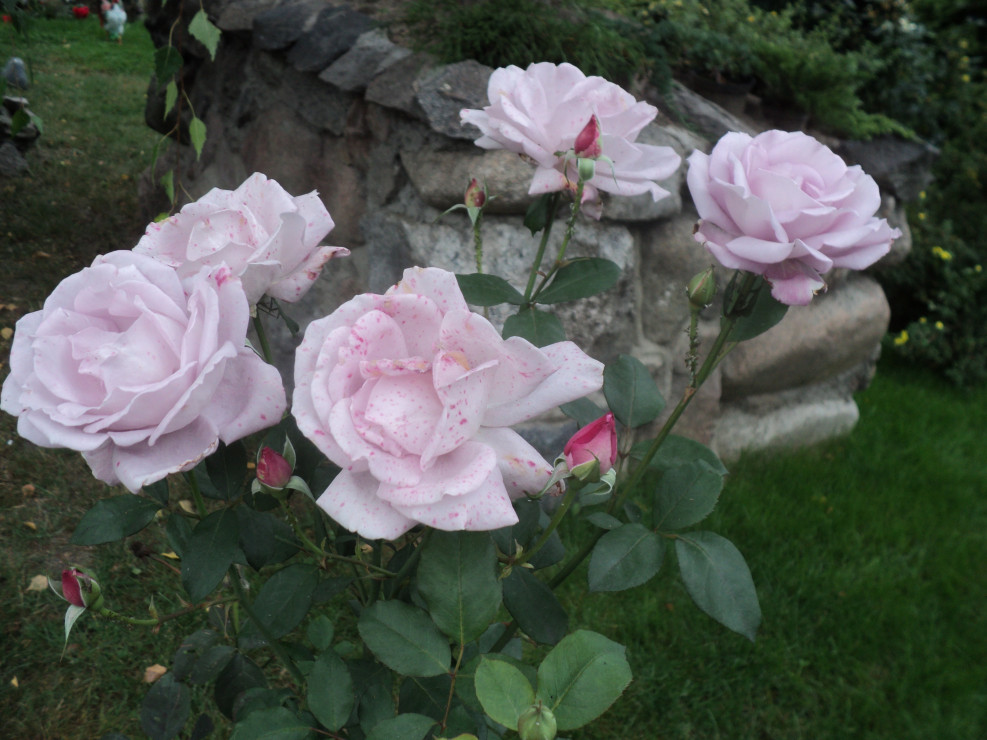 Piękne Róże