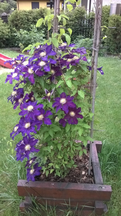Pięknotka - clematis 'The Vagabond'.