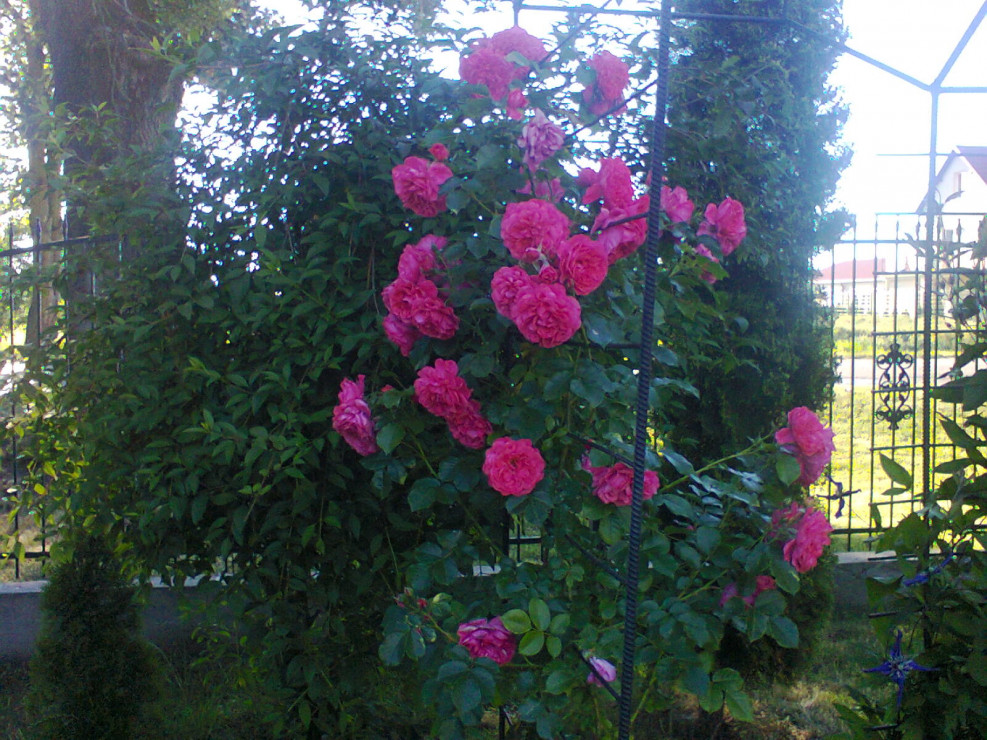 Pnące różowe Róże
