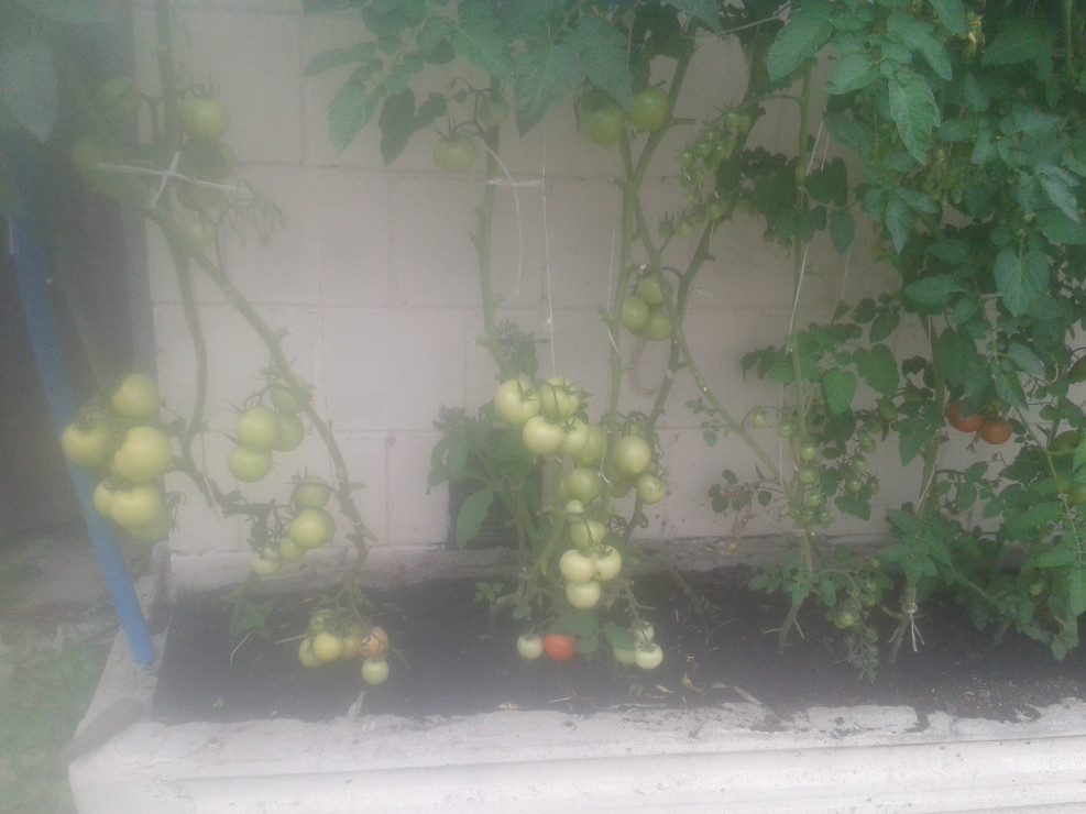 Pomidory  z duzymi gronami.
