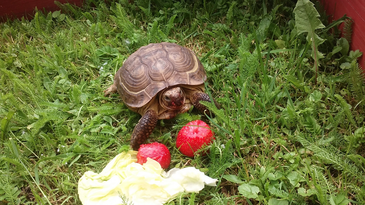 Prawie trzydziestoletni  bywalec mojego ogrodu żółw stepowy.