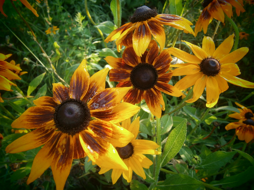 RUDBEKIA