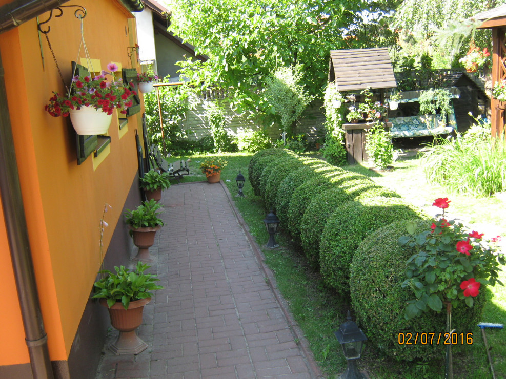 Widok na studnię ze ścieżki do domu. Po prawej stronie rząd ciętych kuliście bukszpanów a przed nimi róża na pniu. Po lewej stronie wiszące kwiaty balkonowe i kwitnące funkie w donicach.