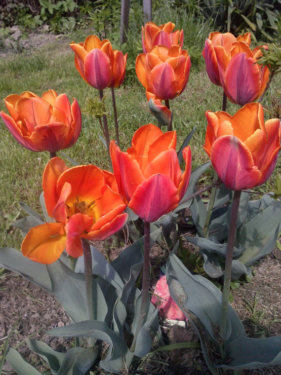 Azalia tulipany