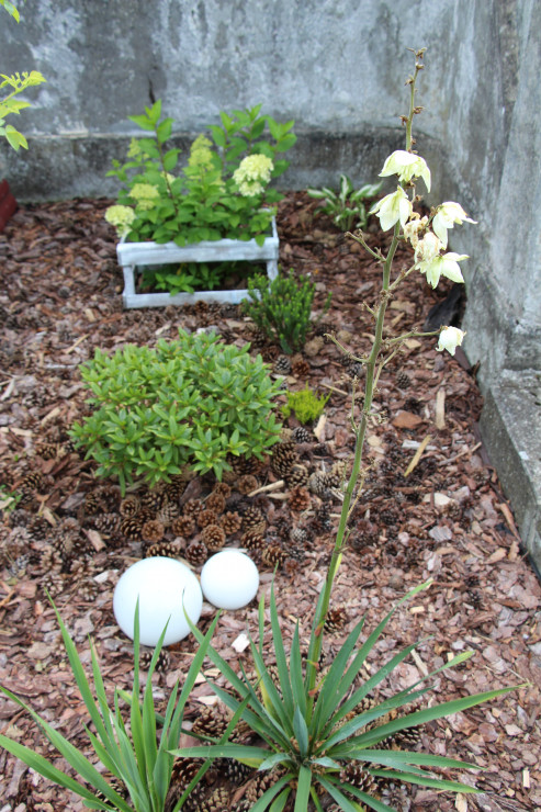 Biało kwitnący zakątek.Dołączą tu jeszcze białe floksy,Clematis i białe tulipany...Tak aby przez cały sezon stale coś białego kwitło.