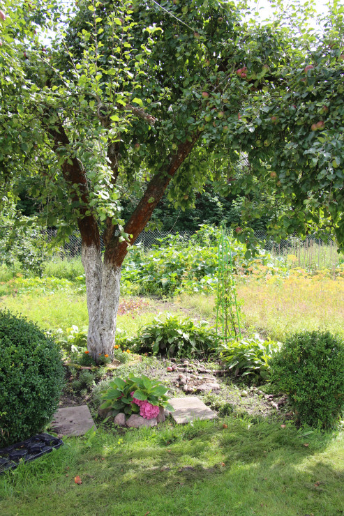 Hortensja Janinka przy siedzisku pod starą jabłonką. W tle kompost bujnie obrośnięty dyniami :-)