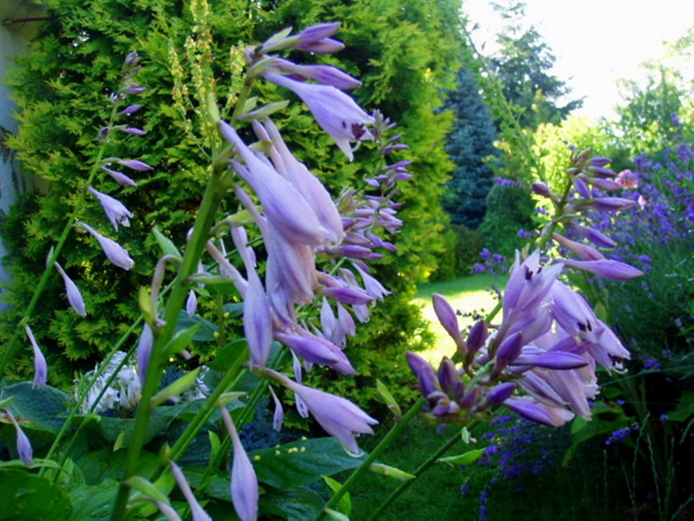 Kwiaty hosta