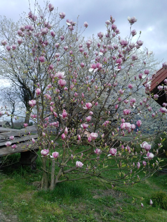 Magnolia i czereśnie
