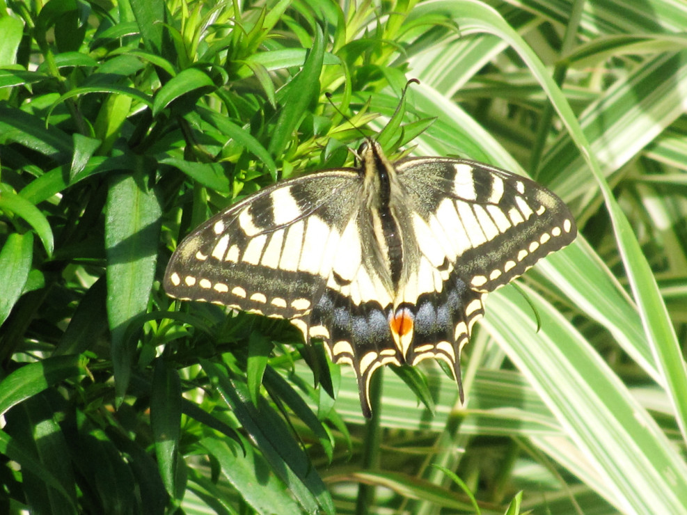 Motyle- klejnoty w ogrodzie.