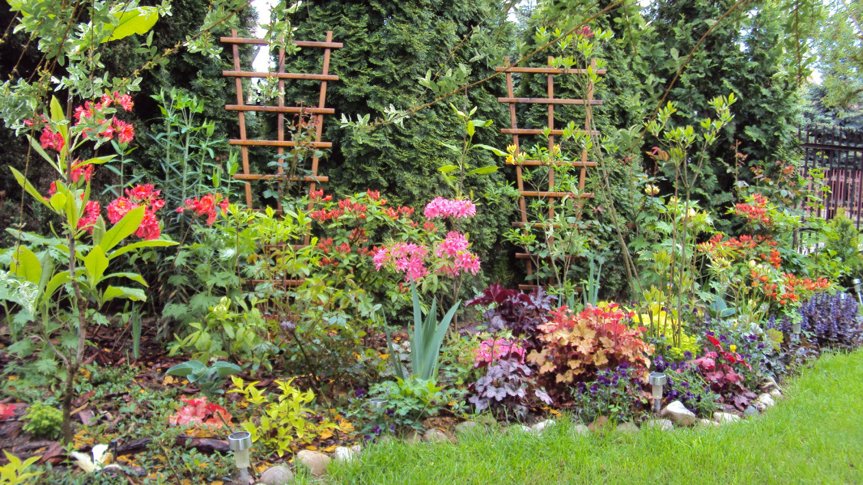 Rabata z azaliami dzięki jaskrawym kolorom potrafi rozświetlić każdy zakątek ogrodu.