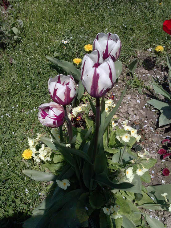 Tulipany pierwiosnki stokrotki maje