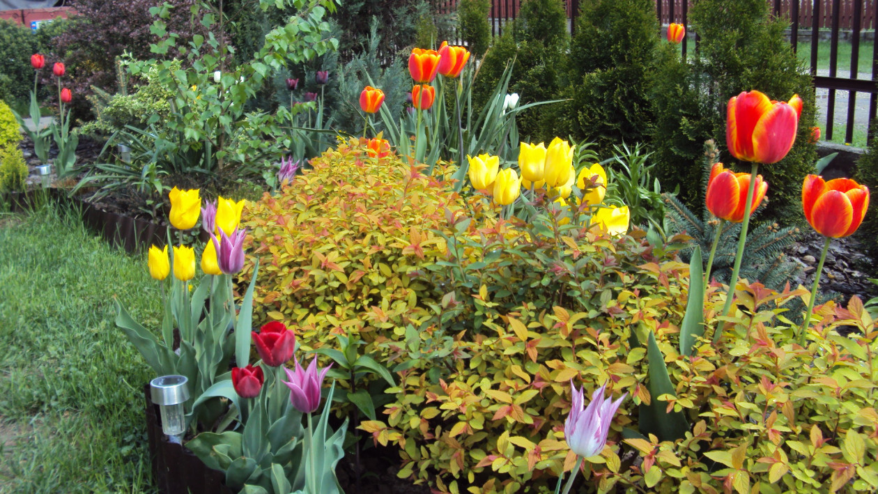 Wiosną tulipany wprowadzają ukochany kolor w ogrodzie.