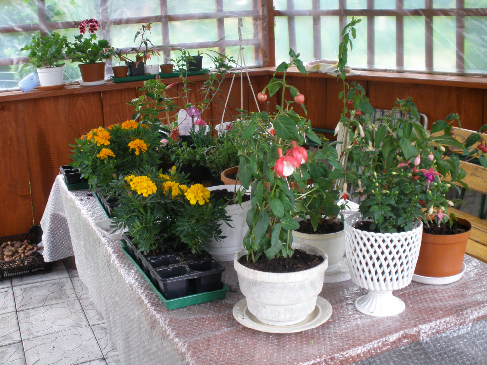 Altana może także służyć by przygotować kwiaty ozdobne w doniczkach do domu i na tarasy.