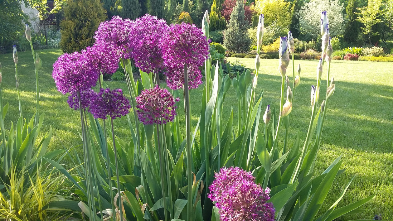 Czosnek „Purple  Sensation” wygląda zjawiskowo na wiosennej rabacie.