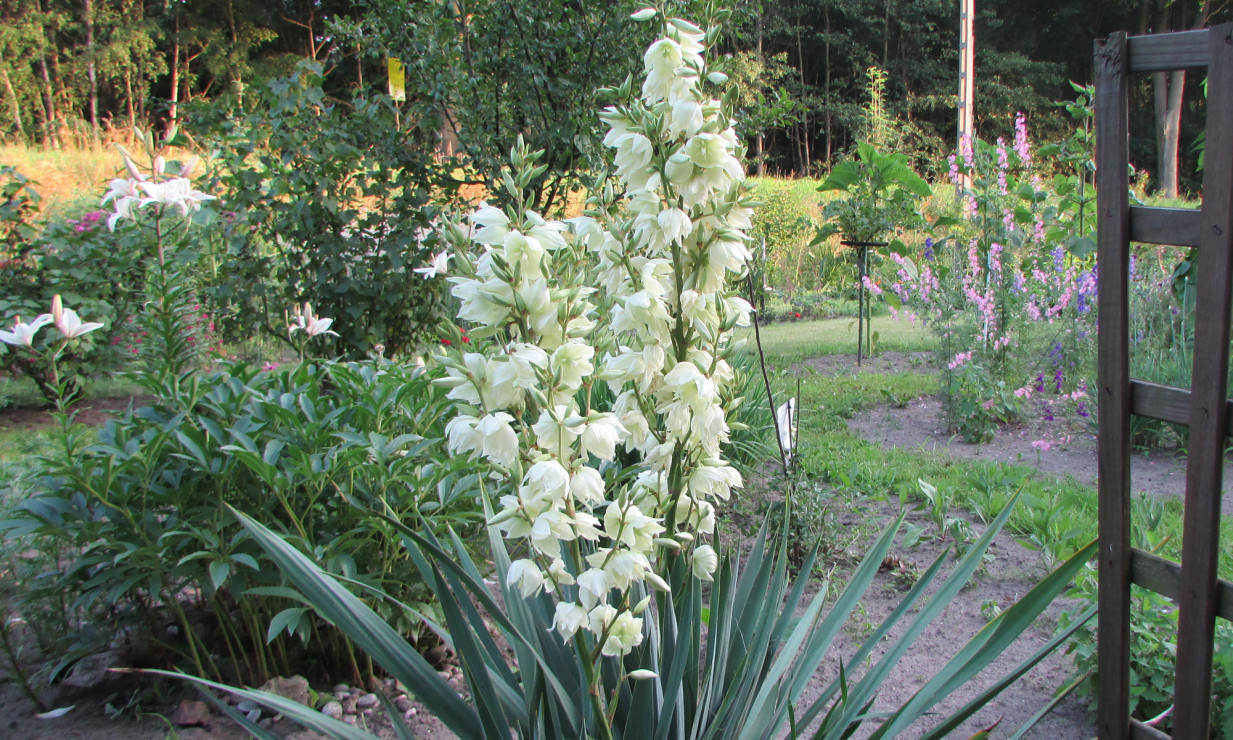 Juka - roślina zimozielona, pochodząca z Ameryki Północnej