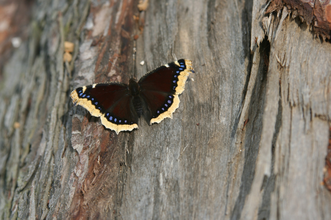 Kasztanowiec ulubionym  miejscem motyli o nazwie rusałka  żałobnik 