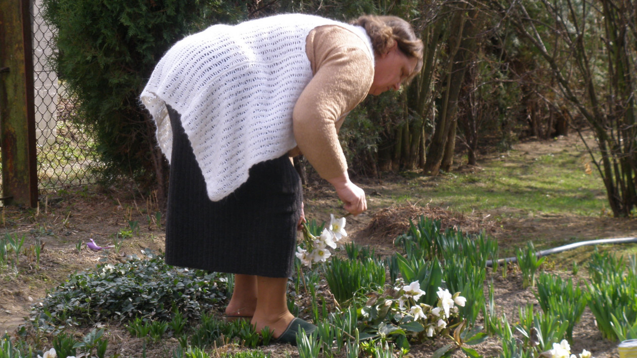 Mama Maria w ogrodzie  zrywa kwiaty ciemiernika białego do wazonu.