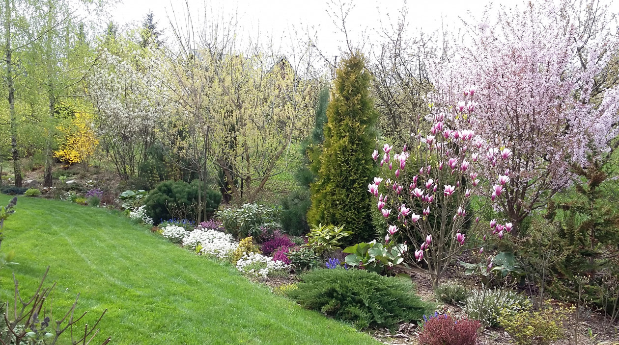 Na wiosennej rabacie króluje magnolia „Lennei”.