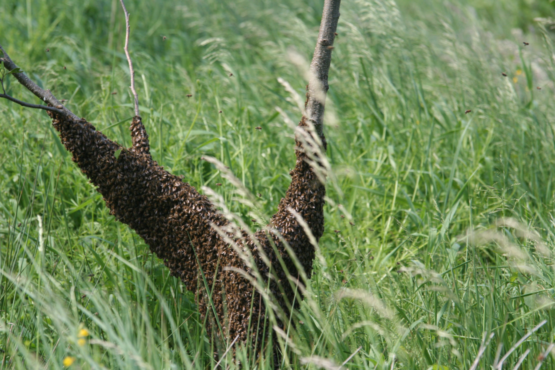 Średniej wielkości rój pszczół przyleciał w gości  