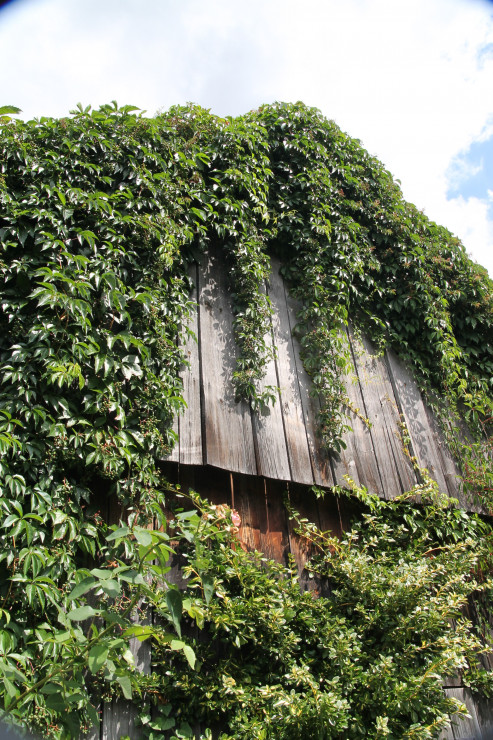Stara stodoła jest domem dla pnączy - winorośli, bluszczu i wisterii.
