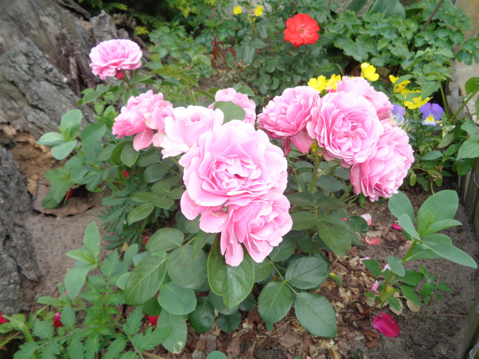 W ogrodzie mam ok. 50 róż.