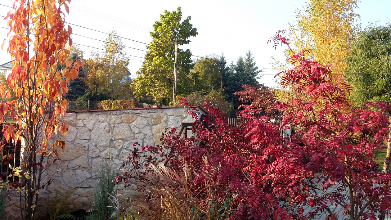 Wiśnia kolumnowa „Amanogawa” i jarząb dalekowschodni w ognistych jesiennych barwach.
