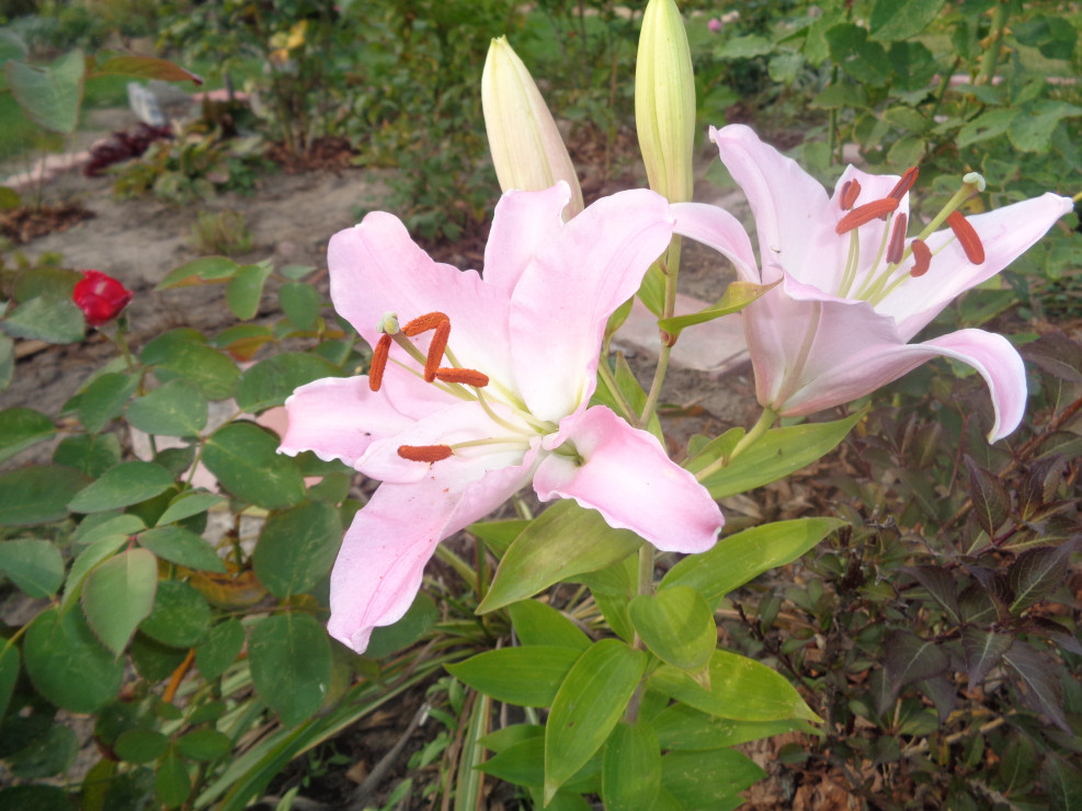 Lilie zasadzone w lipcu kwitną w październiku.