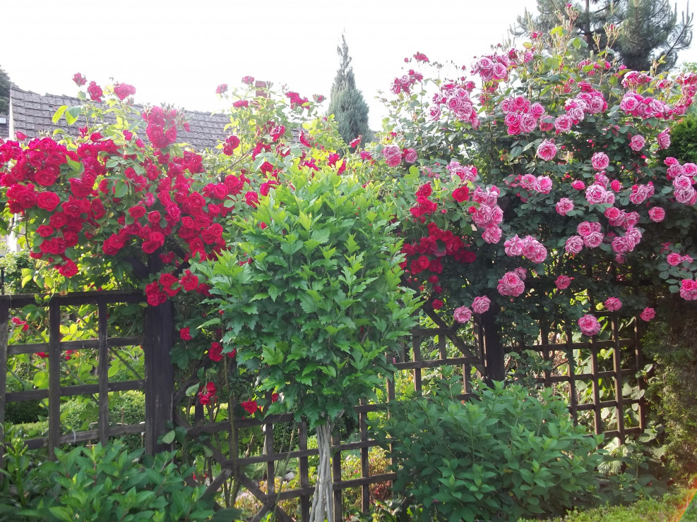 Różany ogród mojej mamy
