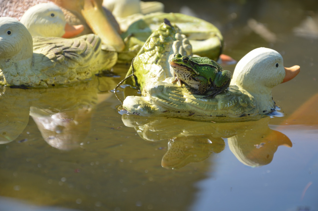 W oczku żaba pływa sobie na plastykowych kaczkach :)