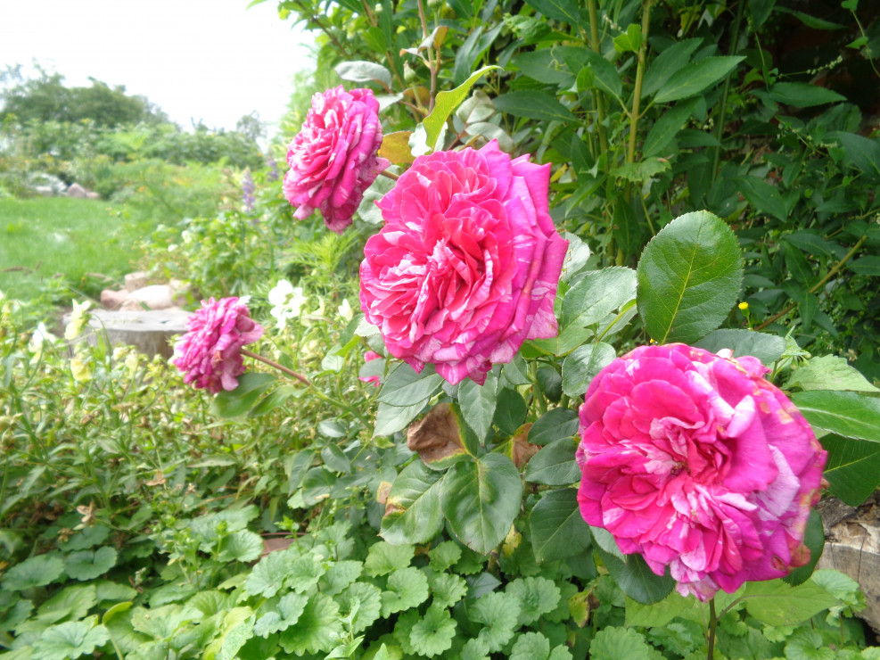 Wielobarwna róża wielkokwiatowa