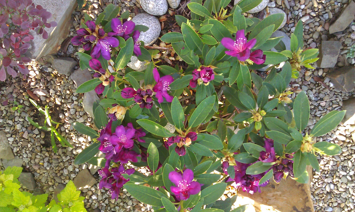 Rododendron cz2