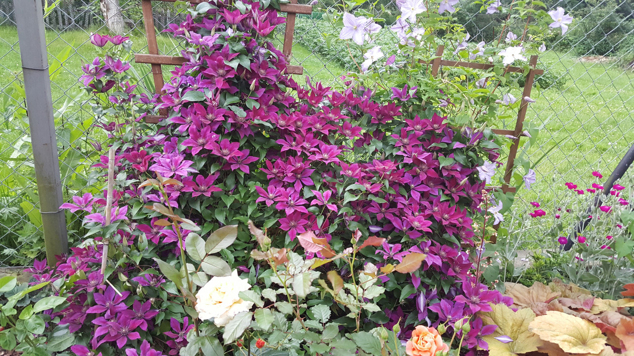 Clematis.