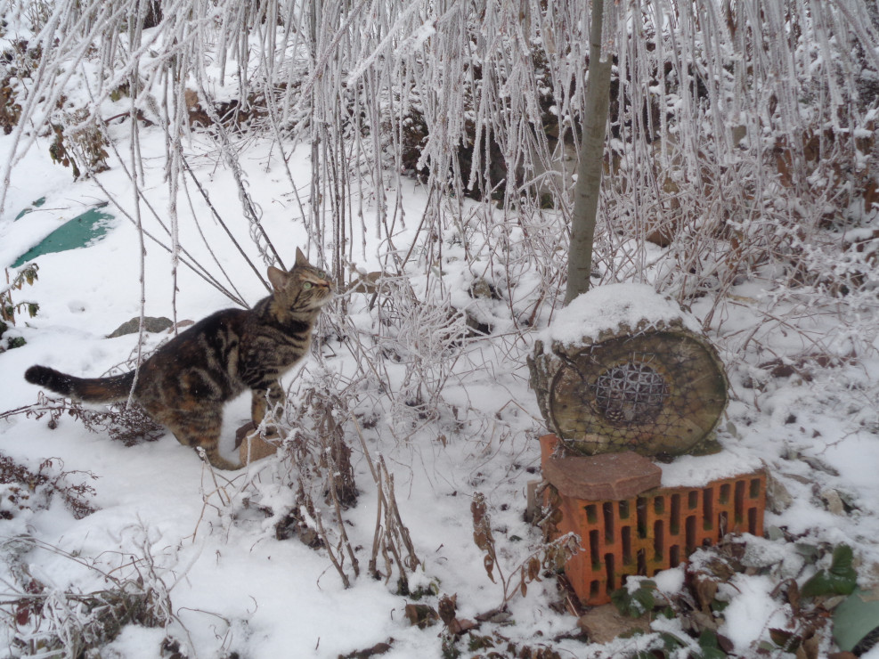 Kot Kajtek z zaciekawieniem poznaje zimę.