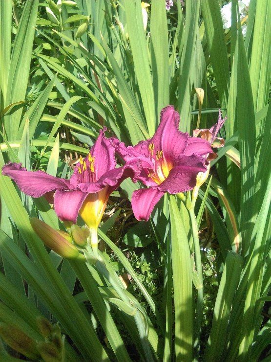 liliowce - kolorowe kwiatki dla początkującego ogrodnika