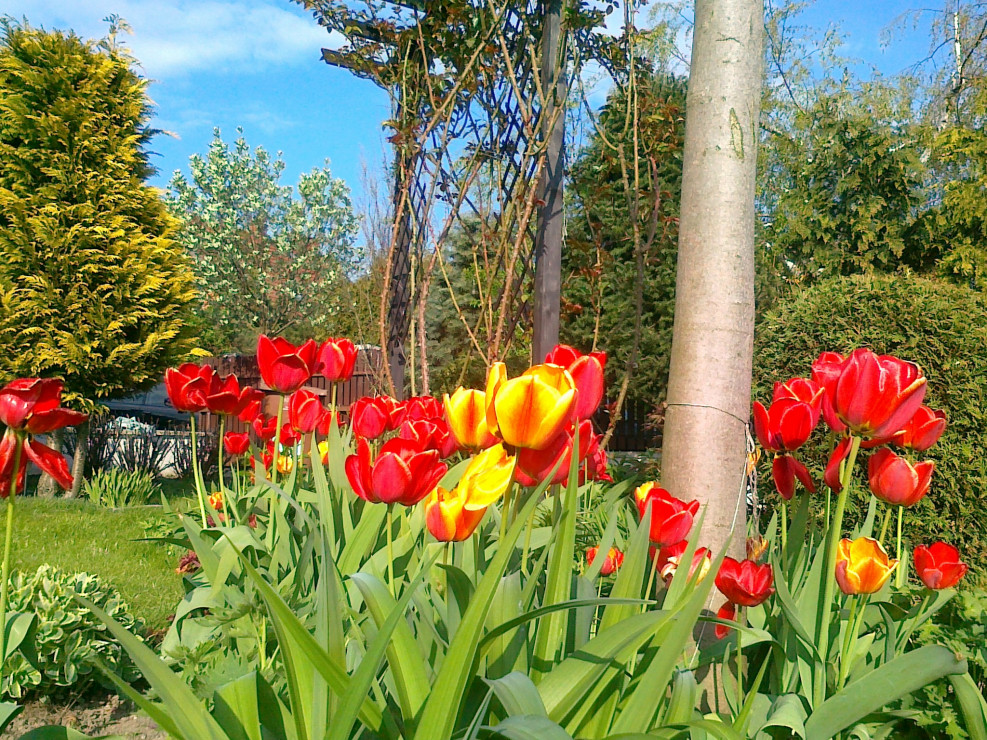 polskie tulipany - co roku jest ich coraz więcej