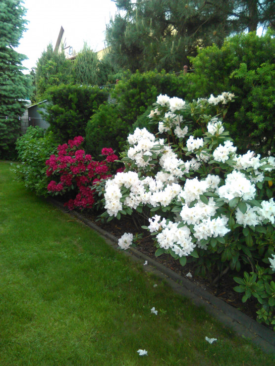 rododendrony w narodowych barwach