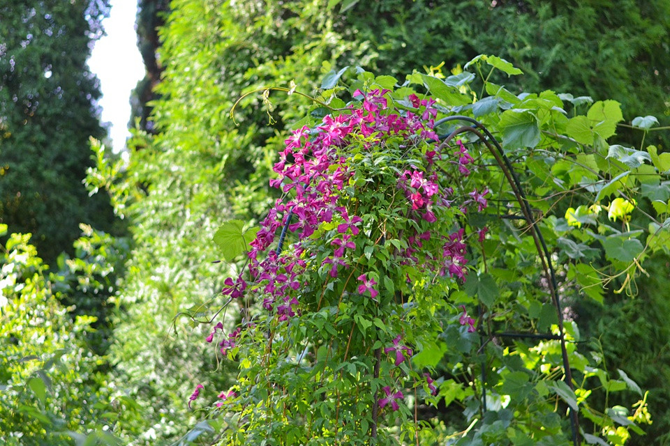 Clematis oraz winorośl.