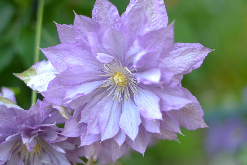 Clematis